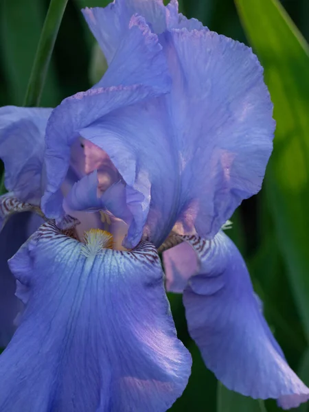 Blauw Irissen Een Achtergrond Van Groen Gras Een Zomervlinder Close — Stockfoto