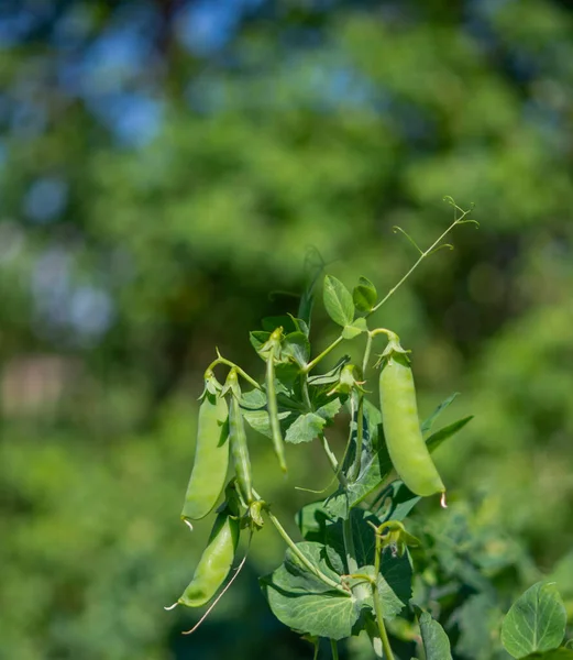 Beautiful close-up of pea pods on a green plant. Selective focus on fresh bright green pea pods on pea plants in the garden. Growing organic peas outdoors. Blurred background. Healthy eating.