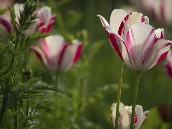 The flower is a tulip. White with a red-pink border, the buds of tulips against a background of blurred other flowers and greenery. Selective Focus.