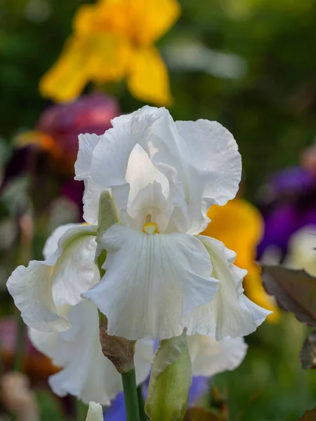 White Iris Flower Blooms Background Flowers Beautiful Floral Spring Greeting — Stock Photo, Image