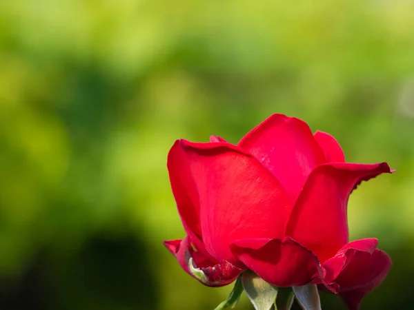 Krásná Červená Růže Zahradě Slunečného Dne Zeleném Rozmazaném Pozadí Ideální — Stock fotografie