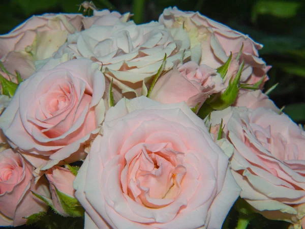 Přirozená Kytice Jemných Bílých Krémových Růží Zahradě Perfektní Pro Pozadí — Stock fotografie