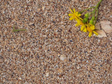 Sahilde Odaklanmamış Çiçek Düzenleme. Kabuklarında sarı çiçekler var. Düz yatıyordu. Üst Manzara. Yerleştirilecek boşluklar. Boşluğu kopyala.