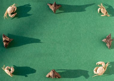 Doğal deniz kompozisyonu. Yeşil arka planda küçük yengeçler ve deniz fıstığı tohumları.