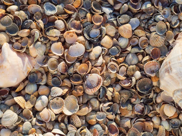 Natürlicher Abstrakter Hintergrund Aus Muscheln Bunte Muscheln Verschiedenen Größen Als — Stockfoto