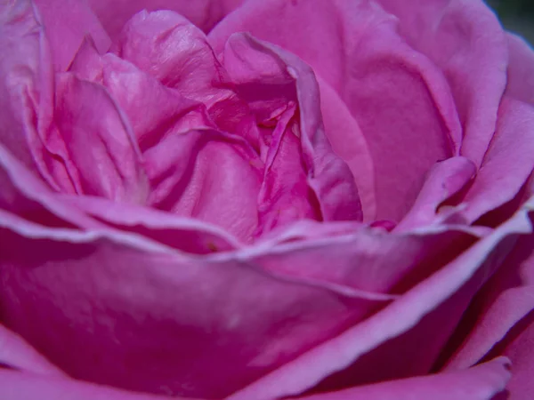 摘要天然粉红背景 花瓣的特写 粉红玫瑰的宏观照片 低深度的场 漂亮的设计背景 — 图库照片