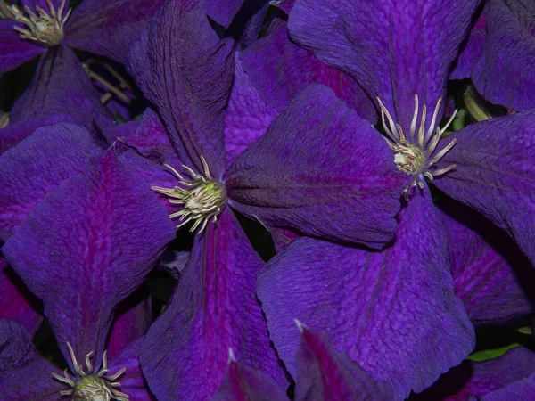 Purple Clematis Flowers Close Textured Abstract Natural Background Beautiful Flowers — Stock Photo, Image