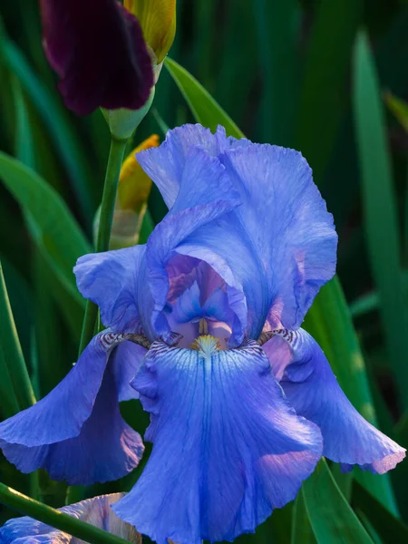 Flor Íris Azul Fundo Outras Flores Jardim Primavera Close Belo — Fotografia de Stock