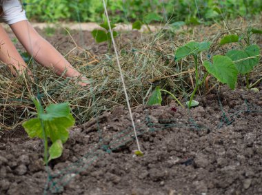 Kız çiçekli yataklarla ilgileniyor. Bakire elleri, salatalık fidanlarının arasına saman ağacı gibi kuru çimenler serer..