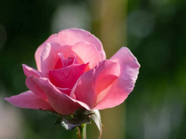 Jemné Růžové Růžové Pupínky Zeleném Pozadí Prvky Bokeh Krásné Nádherné — Stock fotografie