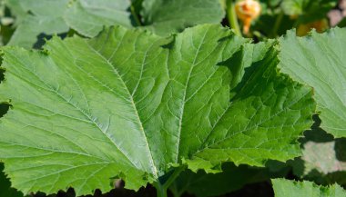 Balkabağı yapraklarından yapılmış doğal yeşil arkaplan. Balkabağı yapraklarının yakın plan çekimi. Güneşle aydınlatılmış, alçak alan derinliği. Soyut arkaplan.