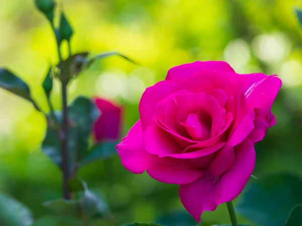 Růžový Růžový Květ Kapkami Rosy Slunné Zelené Zahradě Pozadí Rozmazané — Stock fotografie