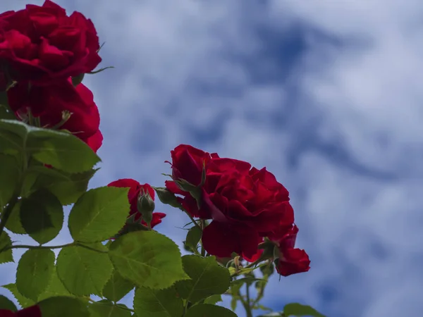 Rozostřená Letní Květinová Karta Červená Růže Květiny Zelenými Listy Proti — Stock fotografie
