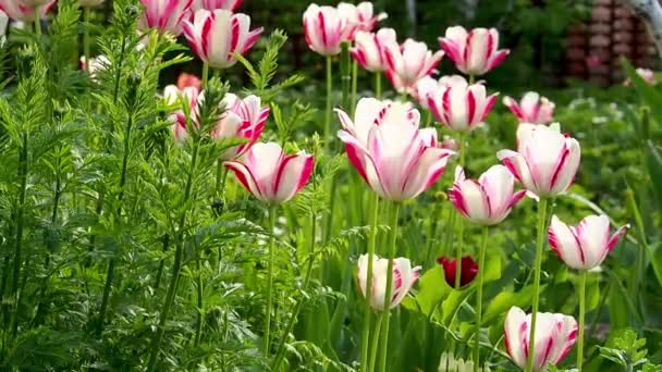 Résumé Floral Spring Background Les Tulipes Rouges Blanches Balancent Dans — Video