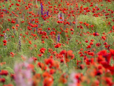 Çiçekli gelincik tarlası ve kır çiçekleri güneşli bir yaz gününde, merkezinde yumuşak bir odak.