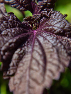 Soyut doğal arkaplan. Alçak alan derinliği. Yeşil arkaplanda mor bir yaprağın yakın çekimi.