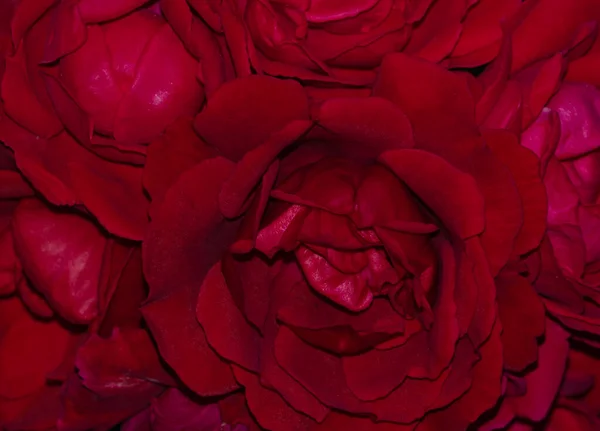 美しい質感の自然な背景 繊細な花弁を持つ赤いバラの芽のクローズアップ 中心に集中しろ デザインやグリーティングカードの概要背景 — ストック写真
