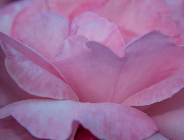 Abstraktní Květinové Pozadí Lístků Růží Rozostřené Rozmazané Měkké Růžové Okvětní — Stock fotografie
