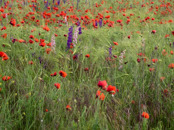 Cereal Field Wild Flowers Red Poppies Colorful Lupines Field Green — Stock Photo, Image