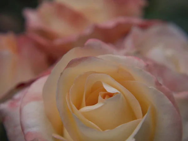 Detailní Záběr Unfocused Dream Soft Rose Petals Detailní Záběr Nádherné — Stock fotografie