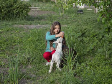 Güzel bir kız yeşil bir bahar bahçesinde küçük keçileri sütle besler..