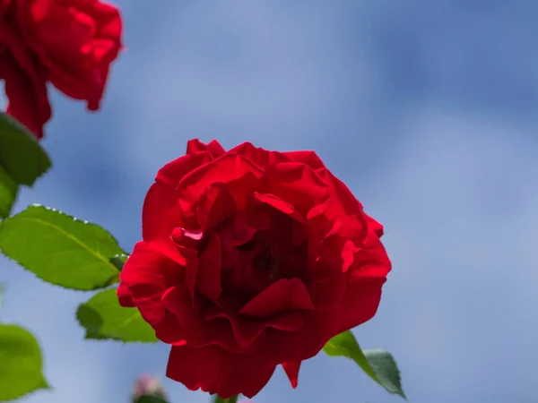Červená Růže Kvete Paprscích Slunečního Světla Pozadí Modré Oblohy Detailní — Stock fotografie