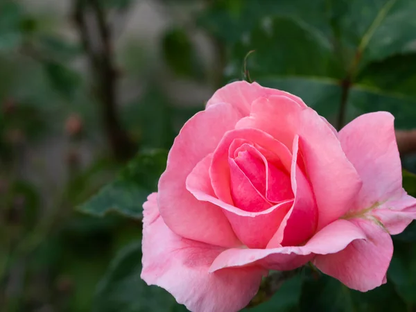 Krásná Růžová Růže Zahradě Pozadí Listí Detailní Záběr Květinu Jemnými — Stock fotografie