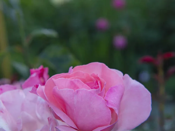 Květinové Pozadí Jemné Růžové Okvětní Lístky Růží Pozadí Zelené Zahrady — Stock fotografie