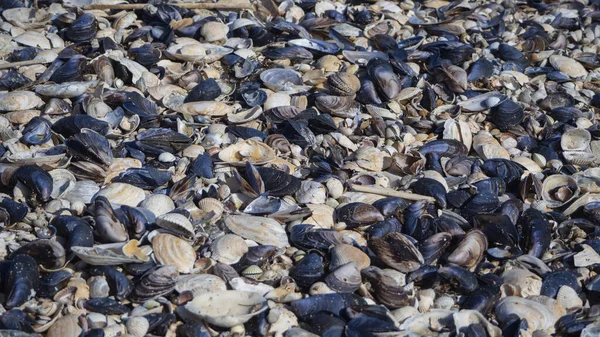 Abstrakte Natürliche Bunte Hintergrund Eine Nahaufnahme Vieler Unterschiedlicher Muscheln Ist — Stockfoto