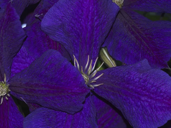 Purple Floral Background Close Purple Clematis Flowers Bright Petals Stamens — Stock Photo, Image