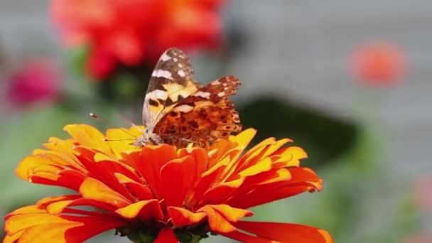 Una Hermosa Mariposa Con Alas Rotas Una Flor Naranja Una — Vídeos de Stock