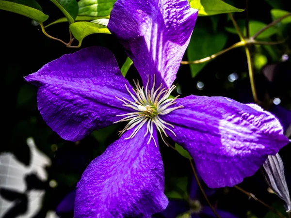 One Purple Clematis Flower Close Background Green Leaves Garden Purple — Stock Photo, Image