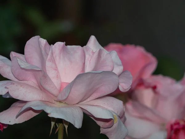 Světle Růžová Růže Kvete Zblízka Zelené Zahradě Elegantní Okvětní Lístky — Stock fotografie