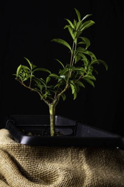Tencerede ağaç - Brezilya kirazı - bonsai için hazırlık