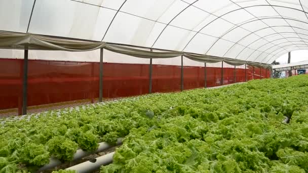 Green Hydroponic Farm — Video Stock