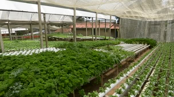 Fazenda hidropônica de verdes — Vídeo de Stock