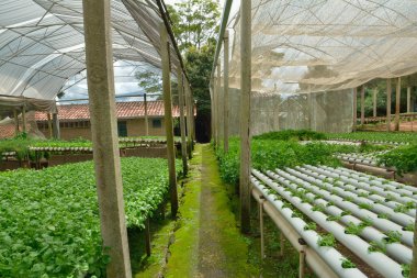 Hydroponic çiftlik sera