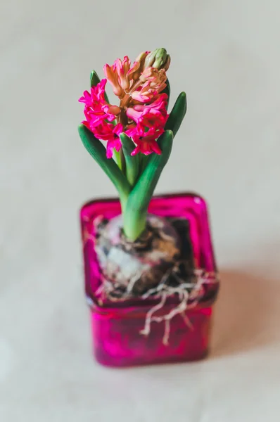 Spring red hyacinth flowers bulb in pink glass pot on natural beige white background, gardening hobby — Stock Photo, Image