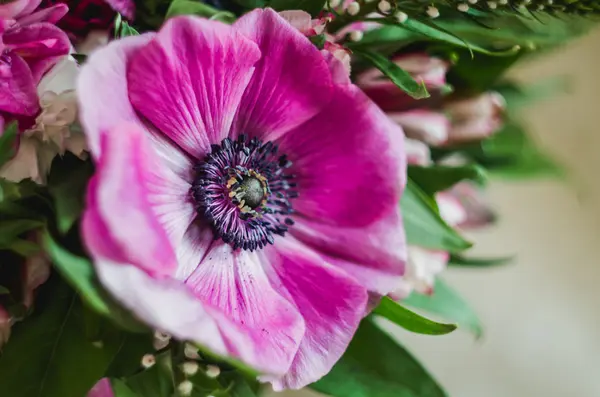 Bella romantica primavera fiore anemone macro — Foto Stock