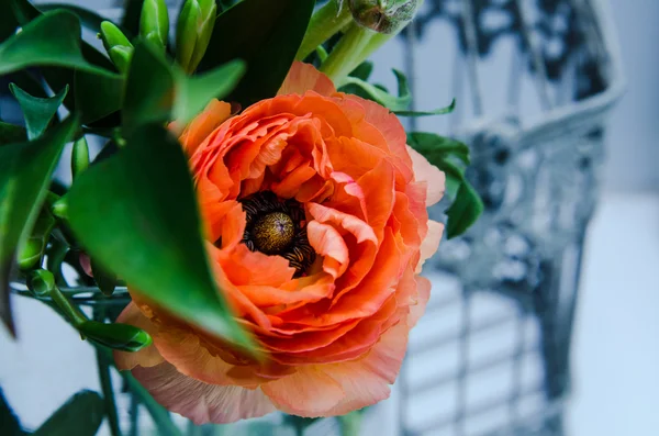 Una belleza, naranja primaveral, flor persa buttercup ranunculus macro. Estilo rústico, naturaleza muerta. Fondo colorido de vacaciones . — Foto de Stock