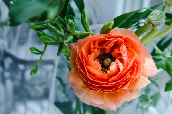 Una bellezza, arancio primaverile, fiore persiano ranuncolo macro ranuncolo. Stile rustico, natura morta. Sfondo vacanza colorato . Foto Stock