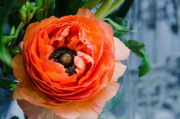 Una bellezza, arancio primaverile, fiore persiano ranuncolo macro ranuncolo. Stile rustico, natura morta. Sfondo vacanza colorato . — Foto Stock