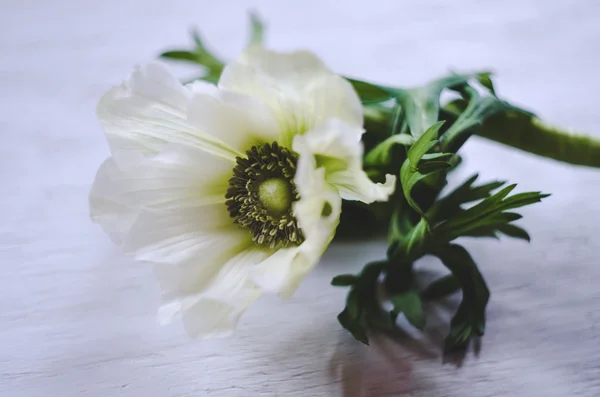 Fiori di anemone bianco su fondo rustico in legno, macro. Immagine morbida . — Foto Stock