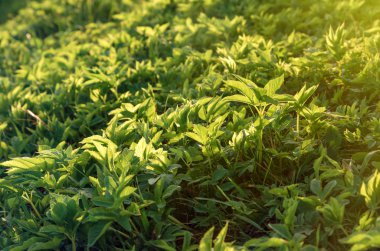Bahar ya da yaz yeşil çim arkadaki çayır ve günbatımı gökyüzünde ile doğa arka plan
