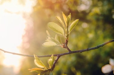 Bahar ya da yaz yeşil dal ile doğa arka plan kiraz çiçekleri ağaç, güneş ışığı arkada. Eko sezon kavramı.