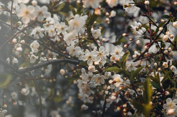 Ramo de fundo de primavera floral de cereja, árvore de maçã com flores florescentes estilo instagram. Concepção de natureza morta, tonal de filme . — Fotografia de Stock