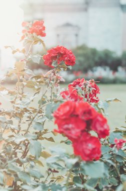 Bulanık çiçek arka plan. Çiçek park, Bahçe çiçekli duvar kağıdı. İngilizce gül çiçek bokeh, ilkbahar yaz sezonu. Doğa kavramı City. Metin, kopya alanı için yer. Güzel Sanatlar renk