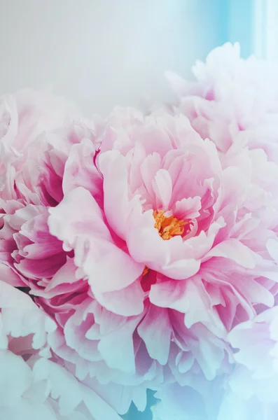 Carta da parati floreale, sfondo da petali di fiori. Colori di tendenza rosa e blu. Peonia di bellezza, peonie, fiori di rose. Bloom concetto di amore. Scheda, testo, spazio di copia . — Foto Stock