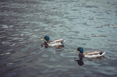 Muhteşem iki arkadaş ördekler harika kanatları ile kuş, gölde yüzüyor. Erkek Mallard su üzerinde yansıtan. Parkta bir ördeğin en iyi görünümü.