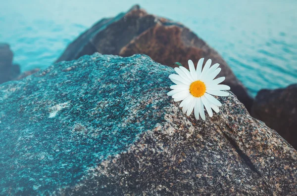 Lone wild chamomile flowers on grey stone, blue water background. Daisies  the rocky beach. — Stock Photo, Image